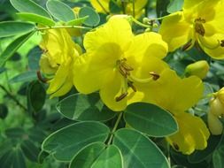 A plant with yellow flowers and green leaves