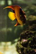 aquarium yellow fish