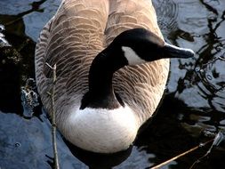 close-up photo of canadian goose on water