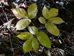 botany leaves