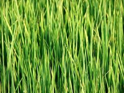 rice field close up