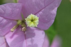 Inside of flower