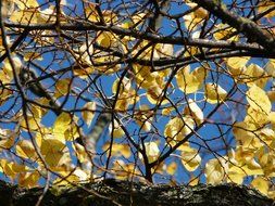 autumn leaves on tree branches against the sky