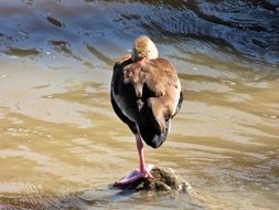bird standing on the one leg