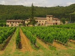 chianti vineyards in tuscany