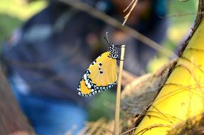 blue tiger butterfly macro shot