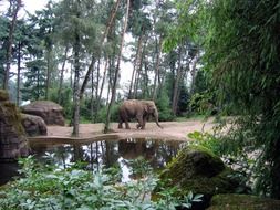 african elephant in the woods