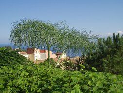 terrific green flora