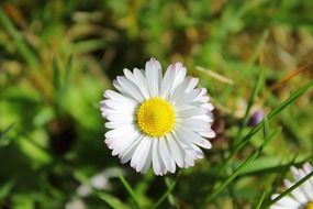 chamomile with white petals on green grass