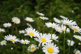 daisies in the natural park close-up on blurred background