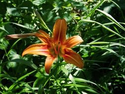 lily orange bright