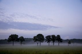 trees in a meadow in the fog