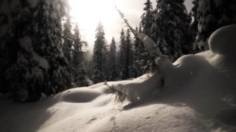 winter magic in the morning forest