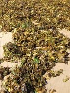 Picture of seaweed on a coastline