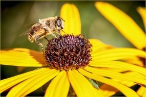 bee collects pollen on a yellow daisy