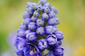 blue flowers and buds, macro