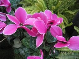 cerise cyclamen close-up