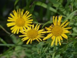 striking lycaon flower