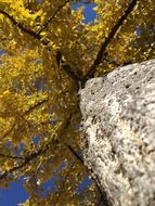 photo of the yellow tree crown from the bottom up