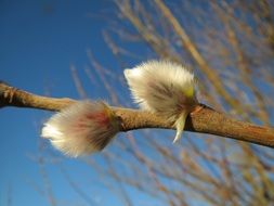 goat willow salix caprea
