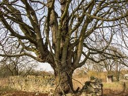 nature log gnarled