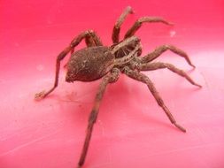 big brown spider on a red tabl