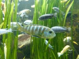 small fish in the aquarium