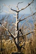 dry tree in a mountain forest