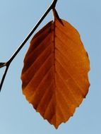 alone yellow beech leaf on branch at blue sky