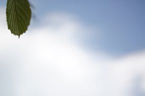 leaf on the sky