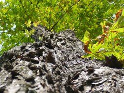 bark of a wild tree