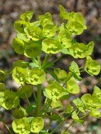 green spurge family