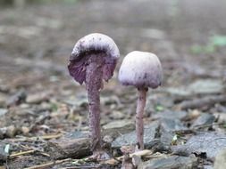 Two white poisonous mushrooms on colorful autumn foliage