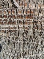 the bark of the palm trees