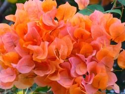 orange lush bougainvillea close up