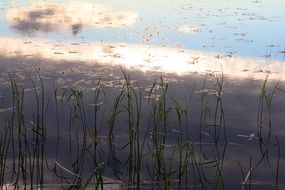 A lot of mosquitoes on a lake