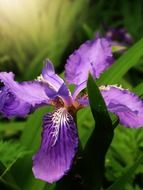 purple iris flower head