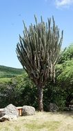 Picture of natural cactuses in curacao