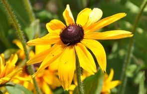 bright yellow flowers macro on blurred background