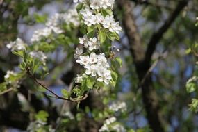 macro photo of white flowers on tree branches