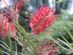 unusual colorful garden flower