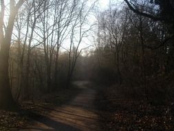 morning sun and fog over a forest path