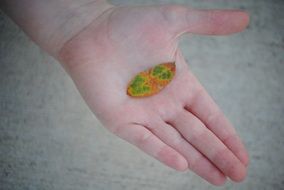 leaf on a hand