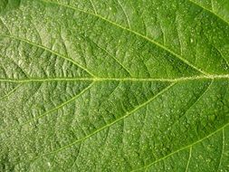 Close-up of the beautiful, light green leaf with veins