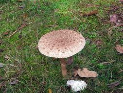 closeup photo of giant screen fungus in autumn