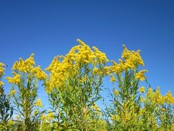 blooming goldenrod against a bright blue sky