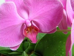 spring pink flower blossom closeup shot