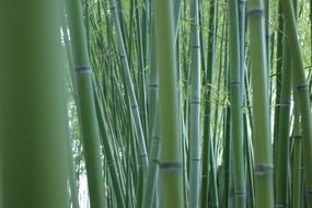 bamboo stalks