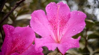 flower azalea nature plant garden