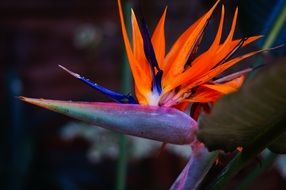 bird of paradise bright closeup